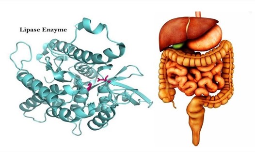 Enzyme tiêu hóa lipase giúp phân hủy chất béo trung tính thành axit béo và glycerol. Đồ họa: Thanh Ngọc