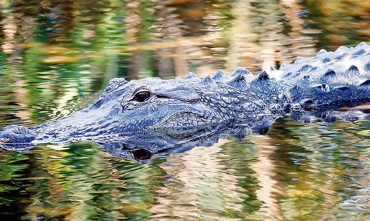 Ảnh minh họa con cá sấu từ dưới nước bất ngờ ngoi lên, lao tới cướp mồi. Ảnh: AFP