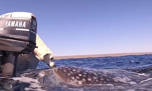 Khoảnh khắc chó hôn cá mập cực dễ thương. Ảnh: Dive instructor Jade Pursell