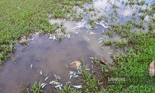 Cá chết tại suối Cái xã Dũng Phong, huyện Cao Phong, tỉnh Hòa Bình. Ảnh: Trần Trọng.