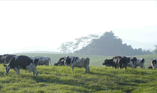 Mộc Châu là vùng đất được đánh giá thích hợp để phát triển đàn bò sữa quy mô lớn