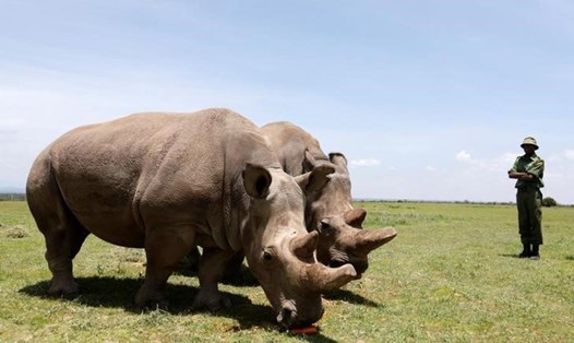 Mẹ con tê giác Najin và Fatou là hai con tê giác trắng phương Bắc cuối cùng. Ảnh: Reuters/Laikipia National Park