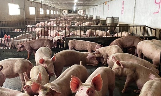 Ngày 22.10, giá lợn hơi đã tăng thêm 2.000-5.000 đồng/kg. Ảnh: Ng.H