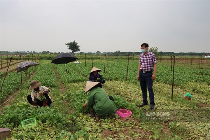 Đất trang trại nằm trong nhóm đất nông nghiệp được quy định tại Điều 10 Luật Đất đai 2013. Ảnh: Trần Vương