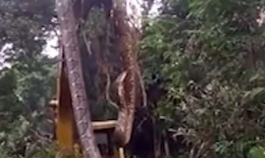Con rắn khổng lồ phát hiện ở Dominica. Ảnh: Fakrulazwa
