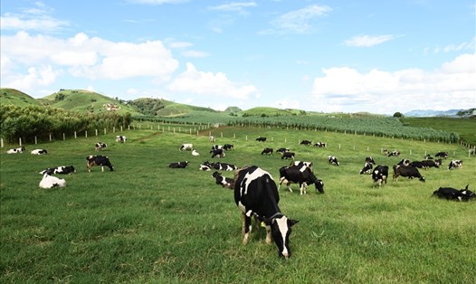 Thảo nguyên Mộc Châu mát mẻ quanh năm là nơi sống lý tưởng của bò sữa