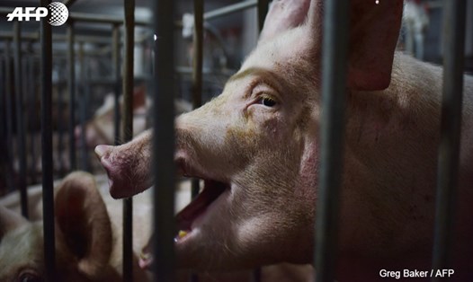 Giá thịt lợn tại Trung Quốc sẽ tăng trong thời gian ngắn. Nguồn ảnh: AFP