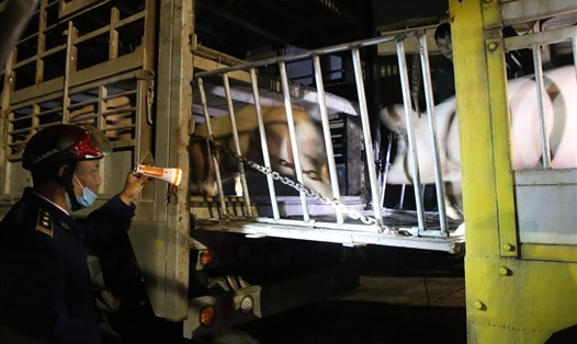 Cán bộ Thú y vùng III kiểm đếm lợn nhập khẩu đang làm thủ tục tại Cửa khẩu Quốc tế Lao Bảo. Ảnh: Hưng Thơ.