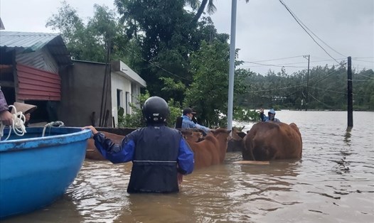 Người dân Quảng Ngãi đưa gia súc đến nơi an toàn. Ảnh: Thanh Chung