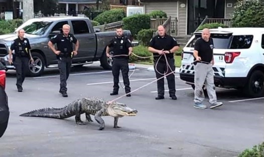 Con cá sấu dài 2,7m cố gắng đột nhập hồ bơi trong khu dân cư đã bị cảnh sát tóm gọn. Ảnh: Sở cảnh sát Sunset Beach