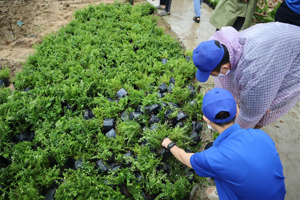 Hơn 4.000 cây xanh được trồng tạo cảnh quan ở công viên Đà Nẵng. Ảnh: GV