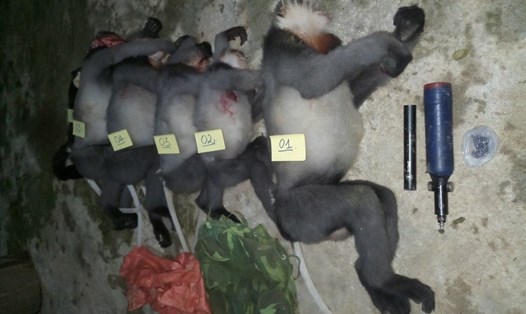 5 cá thể voọc chà vá chân xám bị bắn chết ở Quảng Ngãi. Ảnh: Kiểm lâm
