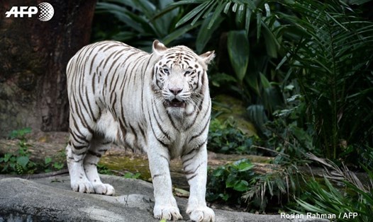 Hổ trắng. Ảnh: AFP