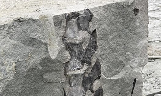 Hóa thạch được phát hiện tại một công trường ở tỉnh Tứ Xuyên, Trung Quốc. Ảnh chụp màn hình/Weibo