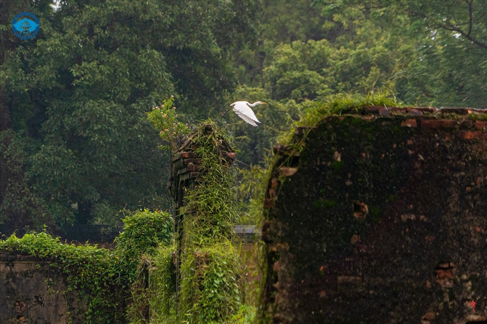 Chim di trú trong Hoàng cung Huế. Ảnh: Nguyễn Phúc Bảo Minh