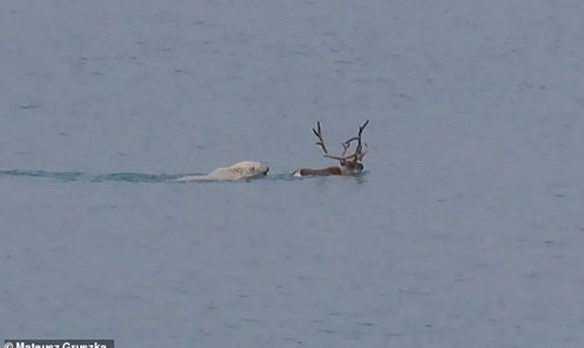Để thoát khỏi kẻ săn mồi, con tuần lộc cố gắng bơi qua vịnh Isbjørnhamna. Ảnh chụp màn hình/Mateusz Gruszka/Trạm Địa cực Ba Lan