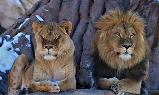11 con sư tử ở vườn thú Denver, Colorado, Mỹ có kết quả dương tính với COVID-19. Ảnh: Dever zoo