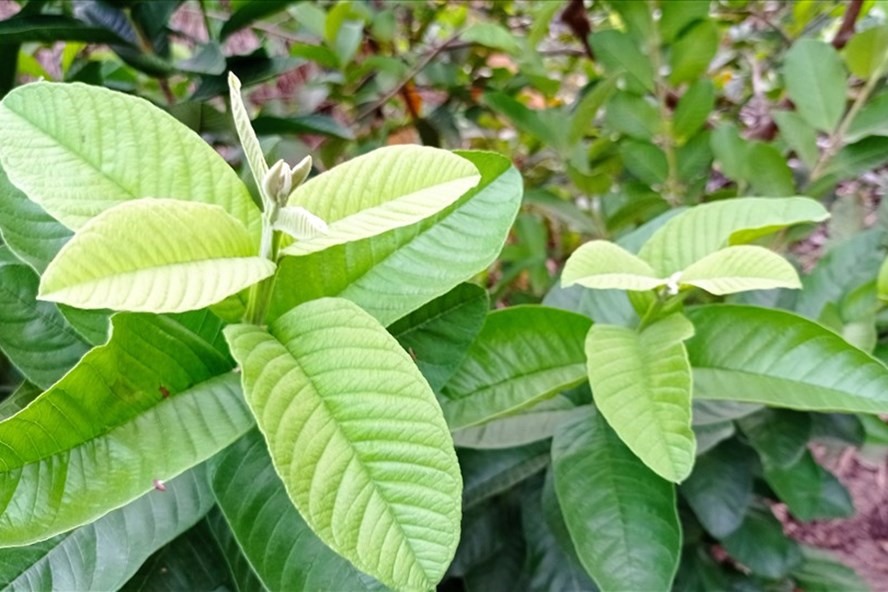 Lá ổi giàu vitamin, giúp tóc óng mượt chắc khỏe. Ảnh: Thanh Ngọc