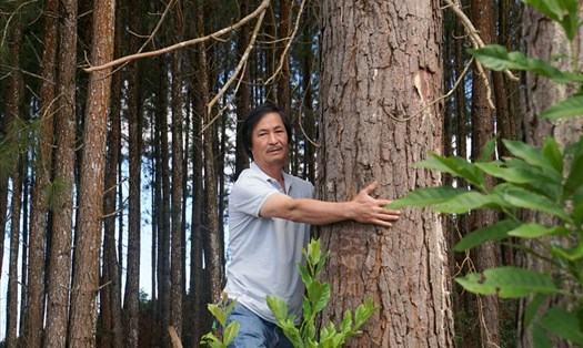 Khu rừng thông độc nhất vô nhị ở Đắk Nông. Ảnh: Phan Tuấn