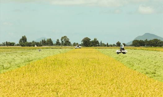 Giá lúa trong nước lại tăng nhờ giá gạo xuất khẩu ổn định ở mức cao. Ảnh: Tân Long