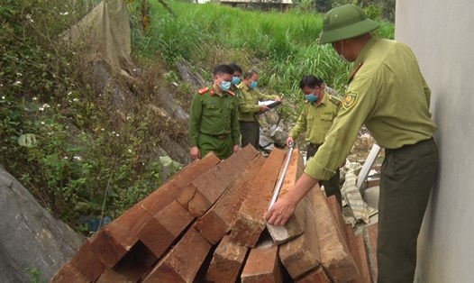 Hà Giang thu giữ lượng lớn gỗ nghiến tại nhà dân.