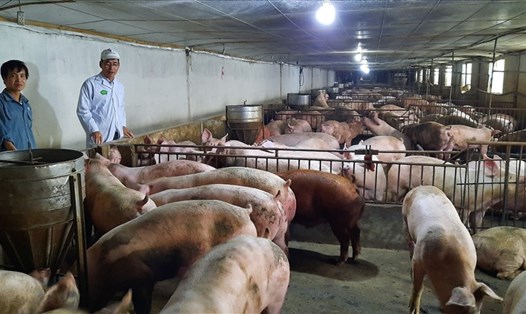 Hàng trăm con lợn hơi đến tuổi xuất chuồng trong trang trại ông Nguyễn Hanh. Ảnh: N.H