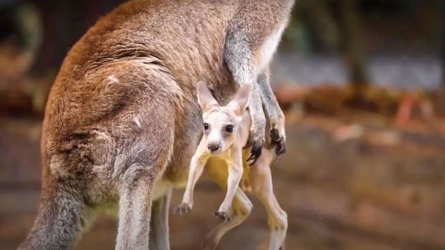 Thịt kangaroo Đặc điểm tác dụng và cách dùng Thịt kangaroo trị bệnh