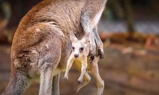 Con kangaroo khám phá công viên. Ảnh: Australian Reptile Park