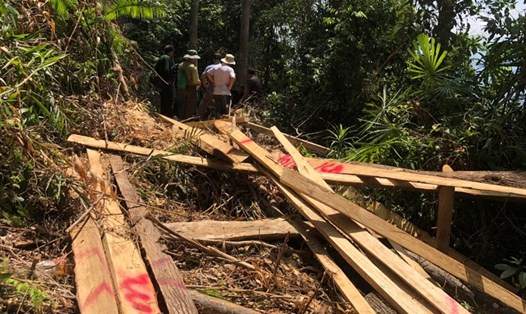 Rừng phòng hộ ở Quảng Nam tiếp tục bị tàn phá nghiêm trọng. Ảnh: Quang Đại