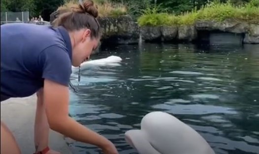 Cá voi Beluga ngoan ngoãn hợp tác khi được kiểm tra sức khỏe. Ảnh: The Mystic Aquarium