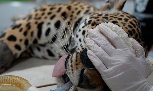 Các bác sĩ thú y nội soi một con báo đốm tên Bianca để chuẩn bị cho thủ tục thụ tinh nhân tạo. Ảnh chụp màn hình AP