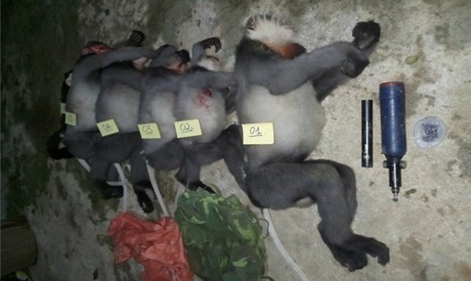 5 cá thể voọc bị bắn chết ở Quảng Ngãi. Ảnh: Kiểm lâm