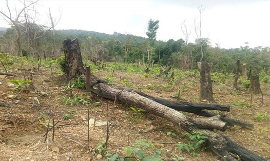 Rừng tự nhiên tại Cao Quảng bị chặt phá nghiêm trọng. Ảnh: Đ.H