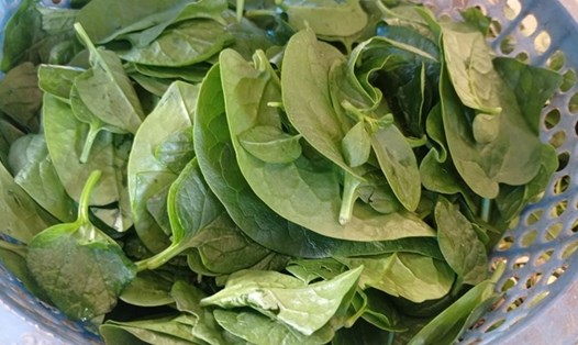 Mồng tơi là một trong những loại rau lá xanh bổ dưỡng và phổ biến trong các bữa ăn hàng ngày của người Việt Nam. Ảnh: Thanh Ngọc