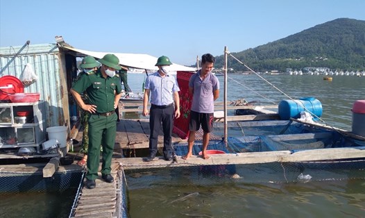 40 tấn hải sản nuôi trồng tại Đà Nẵng “kêu cứu”. NHĐ