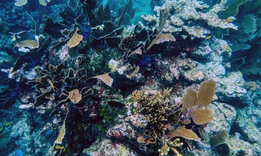 Biến đổi khí hậu là mối đe dọa lớn nhất với rạn san hô toàn cầu. Ảnh: AFP
