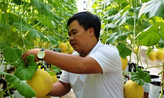 Sản phẩm dưa trồng theo công nghệ cao của anh Nguyễn Huy Hào. Ảnh: TL