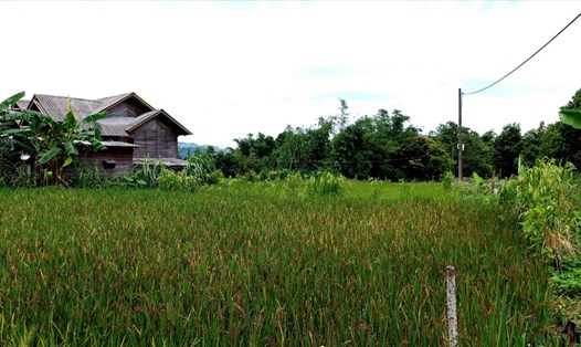 Diện tích đất trồng lúa ở xã Hướng Việt bị thu hẹp do ảnh hưởng bởi sạt lở. Ảnh: ĐN.