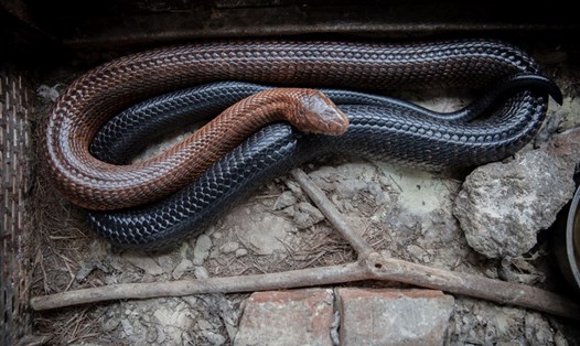 Một con rắn tại Trung tâm Nghiên cứu Khoa học Tự nhiên (CRSN) của Lwiro, Cộng hòa Dân chủ Congo. Ảnh minh họa. Ảnh: AFP