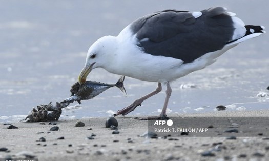 Chim biển ăn xác cá chết dạt vào bờ trong sự cố tràn dầu ngoài khơi Nam California, Mỹ. Ảnh: AFP