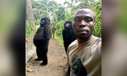 Khỉ đột Ndakasi trong bức ảnh bom tấn năm 2019. Ảnh: Vườn quốc gia Virunga