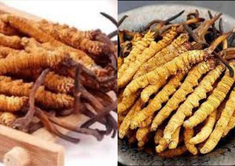 Đông trùng hạ thảo mang lại nhiều lợi ích cho sức khỏe. Đồ họa: Thanh ngọc