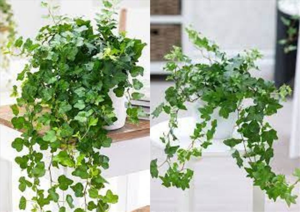 Cây thường xuân mang lại nhiều lợi ích đối với sức khỏe. Đồ họa: Thanh Ngọc