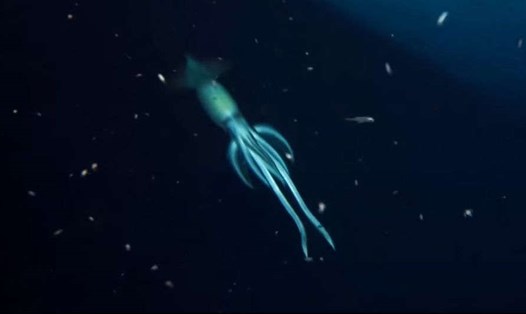 Sinh vật biển khổng lồ ở xác tàu đắm. Ảnh: OceanX