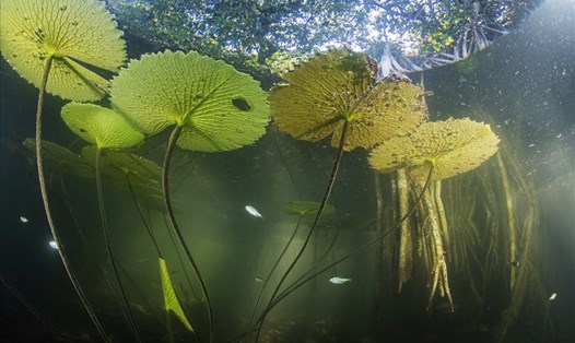 Các sinh vật sống trong khu rừng ngập mặn ở Mexico. Ảnh: University of California, San Diego