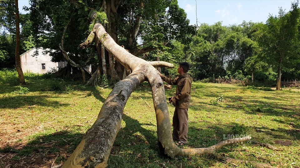 Trở lại nơi pho tượng "biết đẻ" và 5 cây đa thần huyền bí một thời