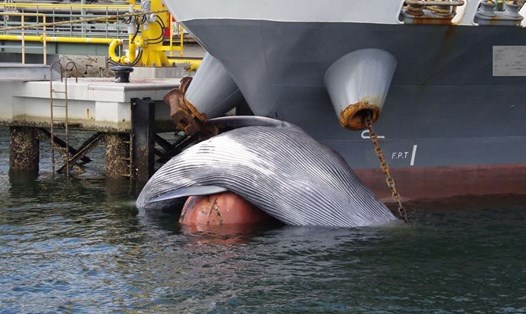 Xác cá voi Bryde mắc ở mũi tàu chở dầu Nhật Bản. Ảnh: Cảnh sát biển Mizushima