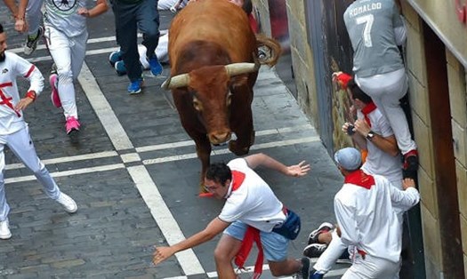 Lễ hội đua bò ở Tây Ban Nha. Ảnh: Getty