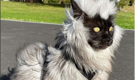 Chú mèo Richie thuộc giống mèo Maine Coon có vẻ ngoài đặc biệt ấn tượng. Ảnh: Instagram/Richie the Mainecoon