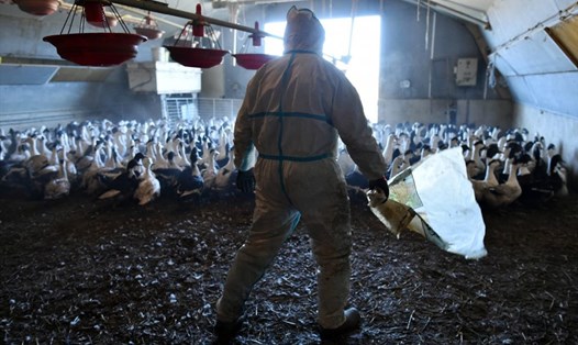 Khoảng 143.000 con gà đẻ trứng đang bị tiêu hủy tại trang trại ở thành phố Yokote, tỉnh Akita. Ảnh minh họa: AFP
